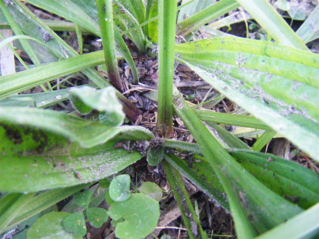 Plantago lanceolata / Piantaggine lanciuola