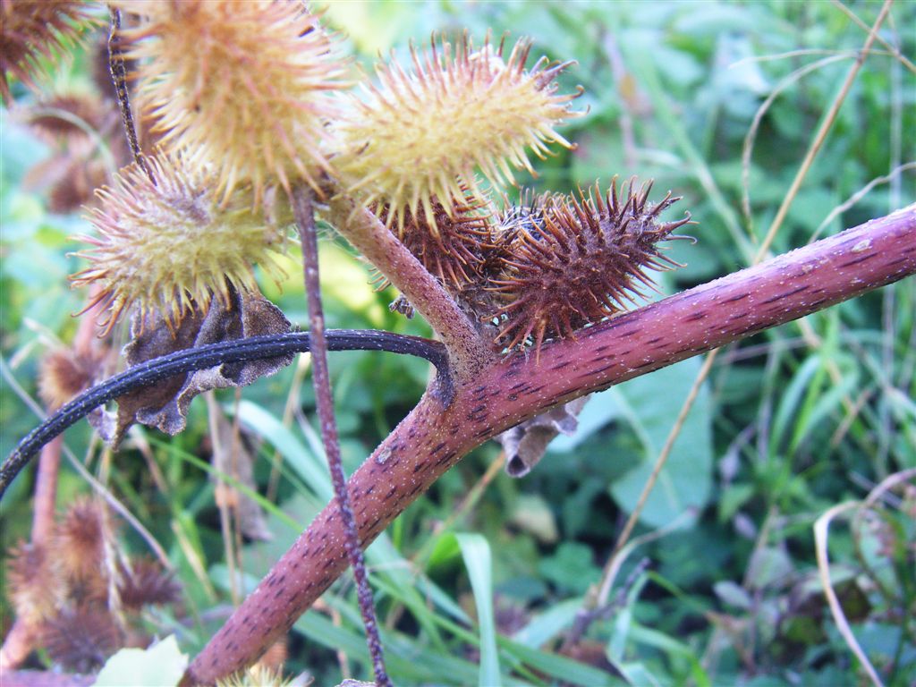 Xanthium italicum / Nappola italiana