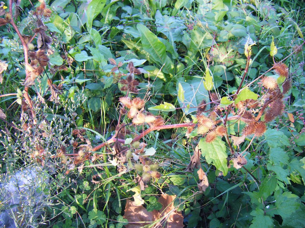 Xanthium italicum / Nappola italiana