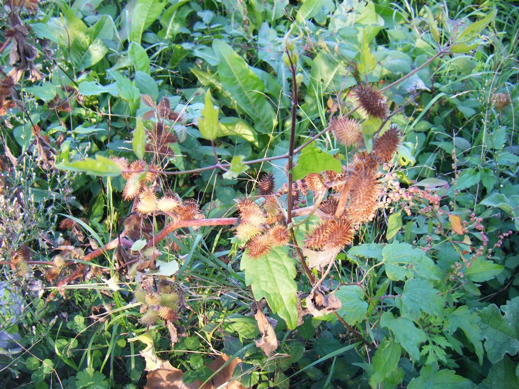 Xanthium italicum / Nappola italiana