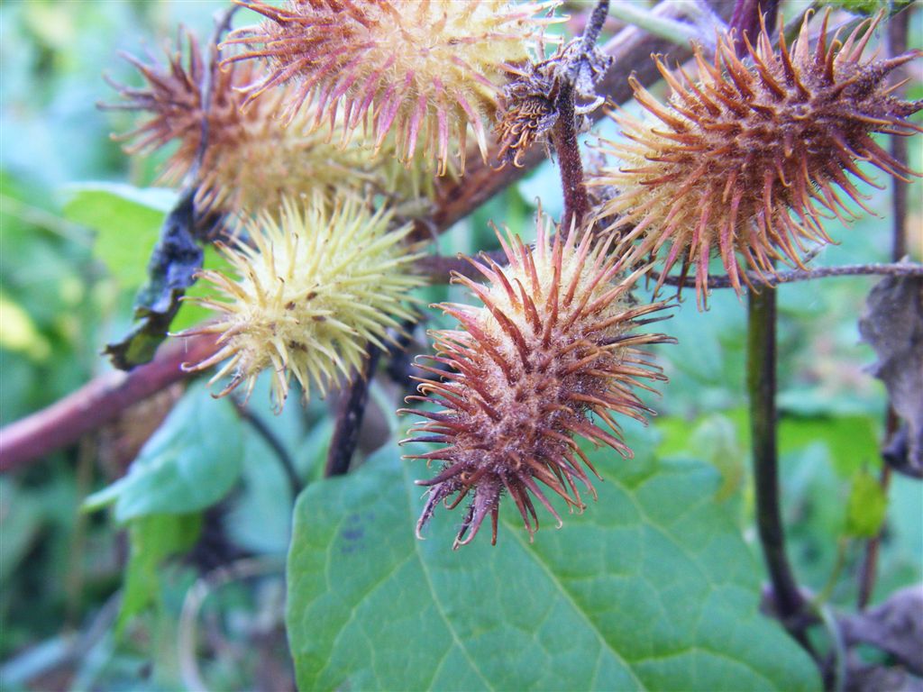 Xanthium italicum / Nappola italiana