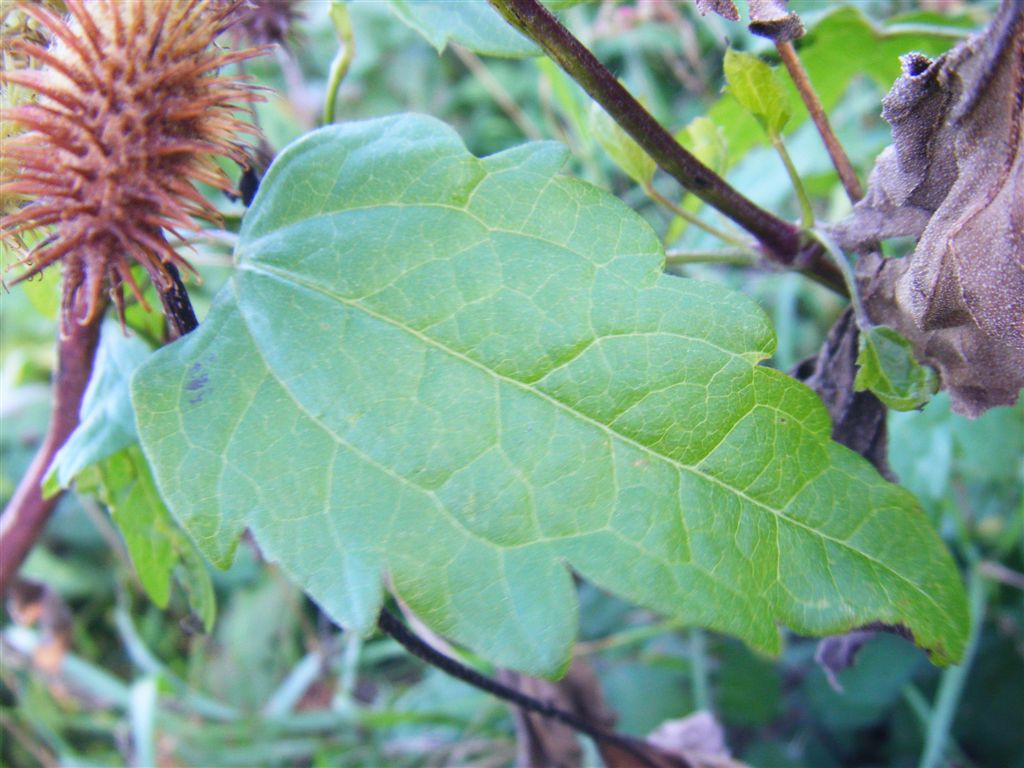 Xanthium italicum / Nappola italiana