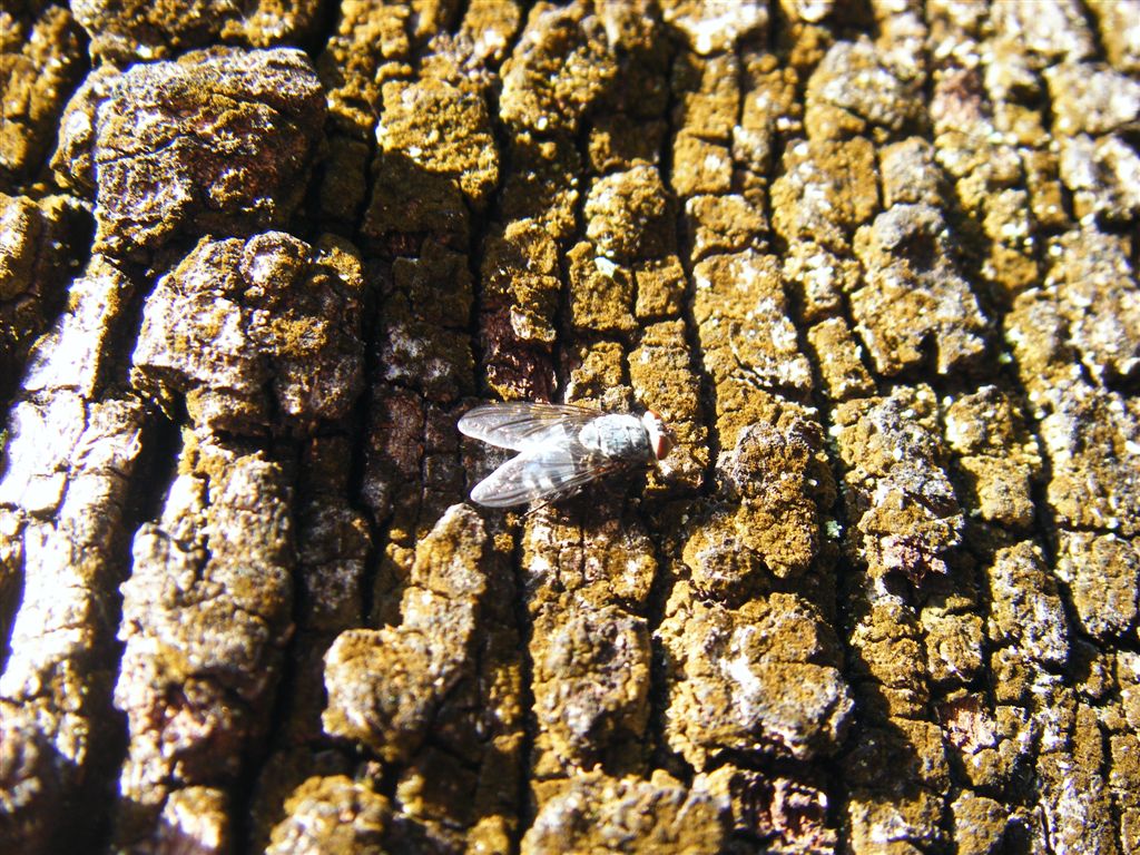 Riflessi blu:Calliphora