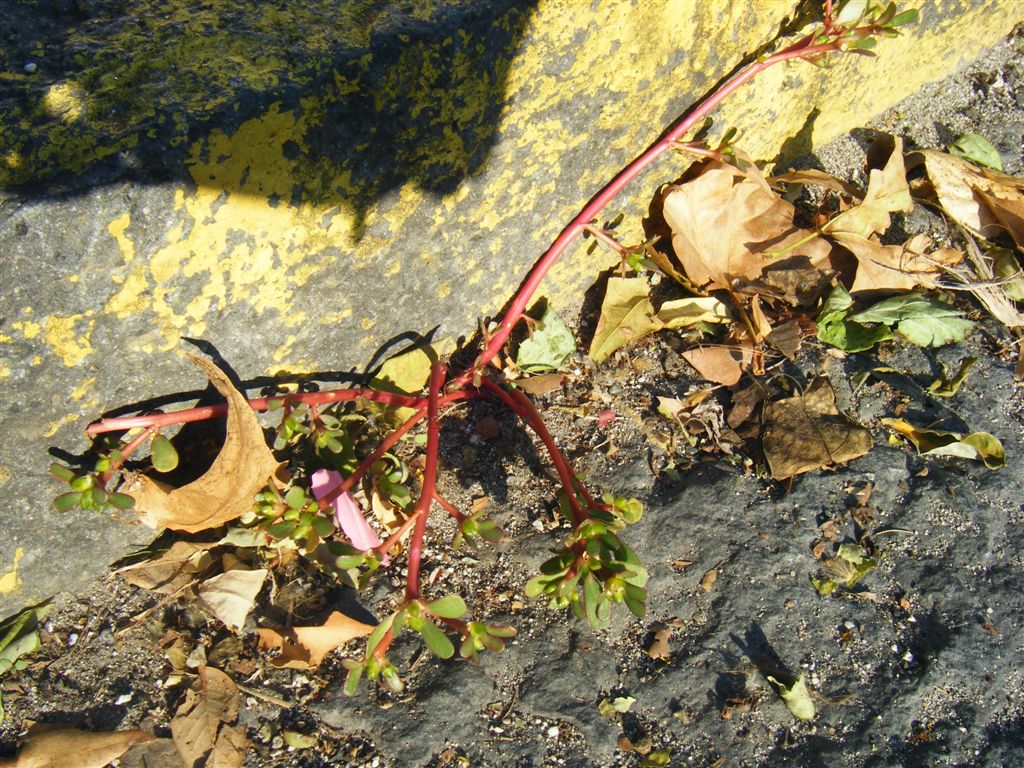 Pianta di strada - Portulaca oleracea