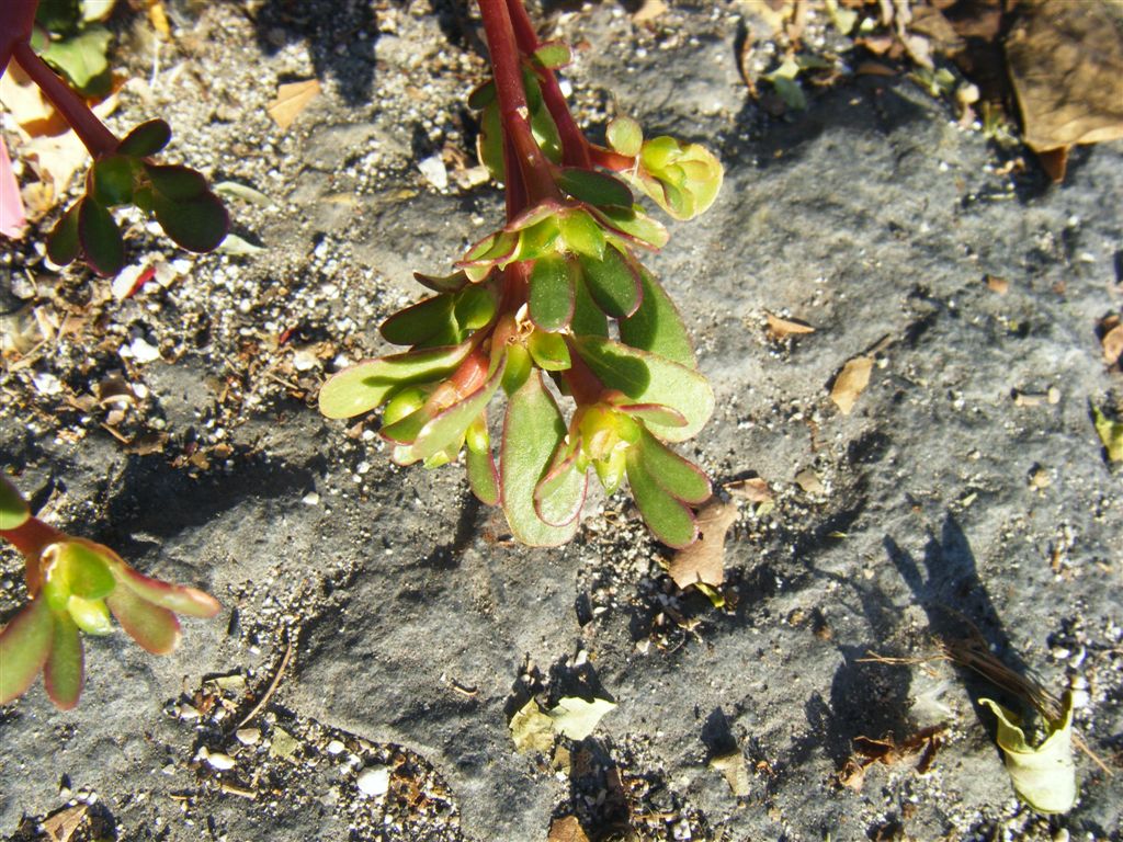 Pianta di strada - Portulaca oleracea