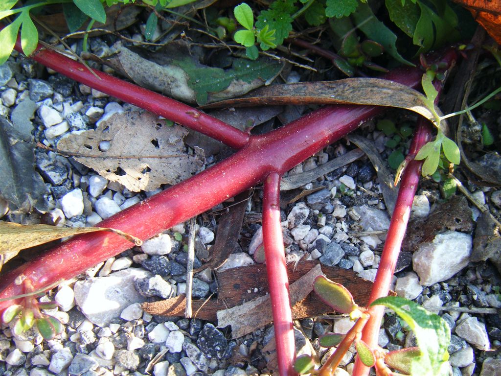 Pianta di strada - Portulaca oleracea