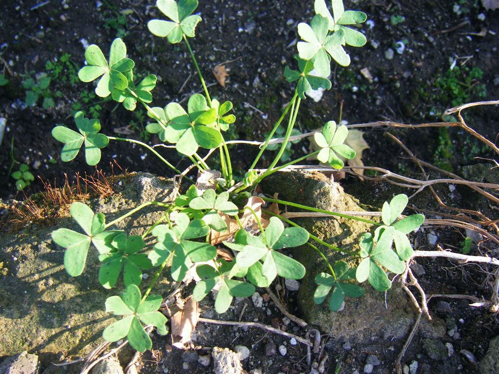 Oxalis pes-caprae / Acetosella gialla
