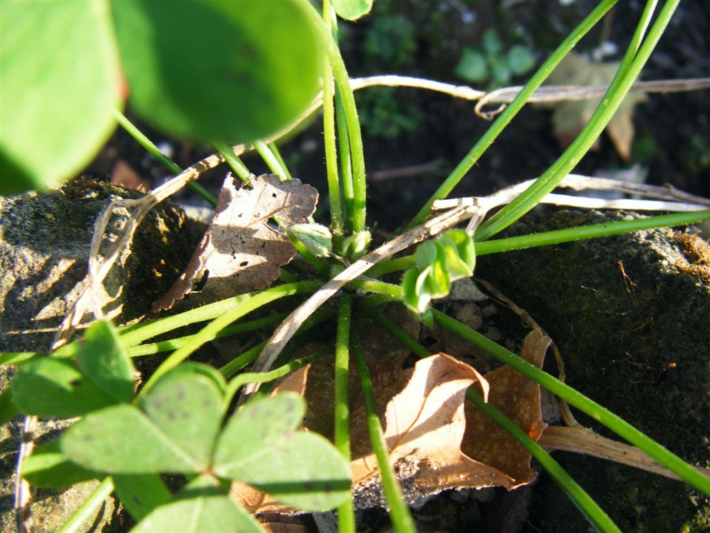 Oxalis pes-caprae / Acetosella gialla