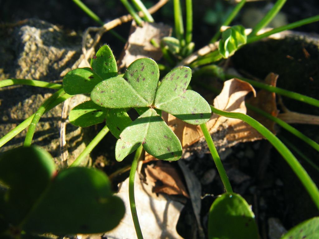 Oxalis pes-caprae / Acetosella gialla
