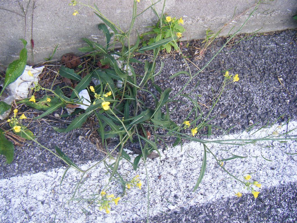 Diplotaxis tenuifolia / Ruchetta selvatica