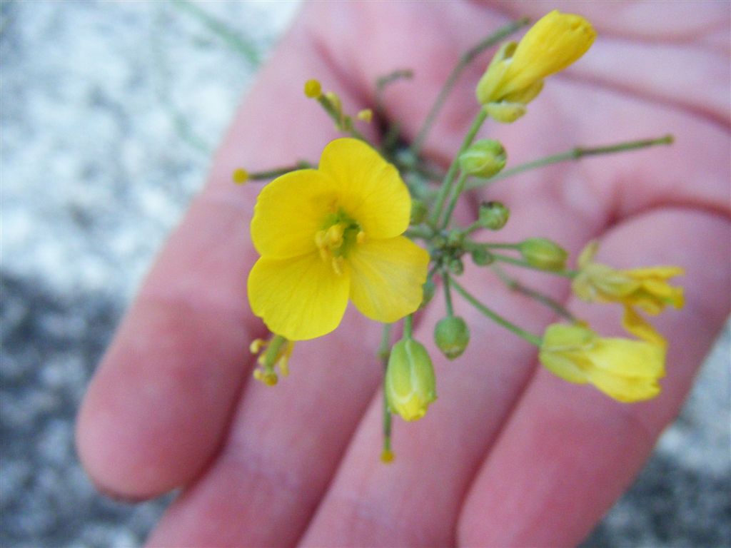 Diplotaxis tenuifolia / Ruchetta selvatica
