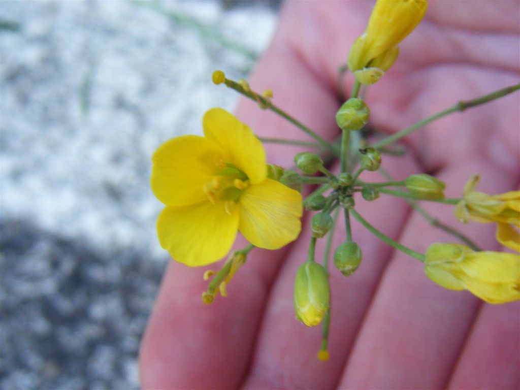 Diplotaxis tenuifolia / Ruchetta selvatica