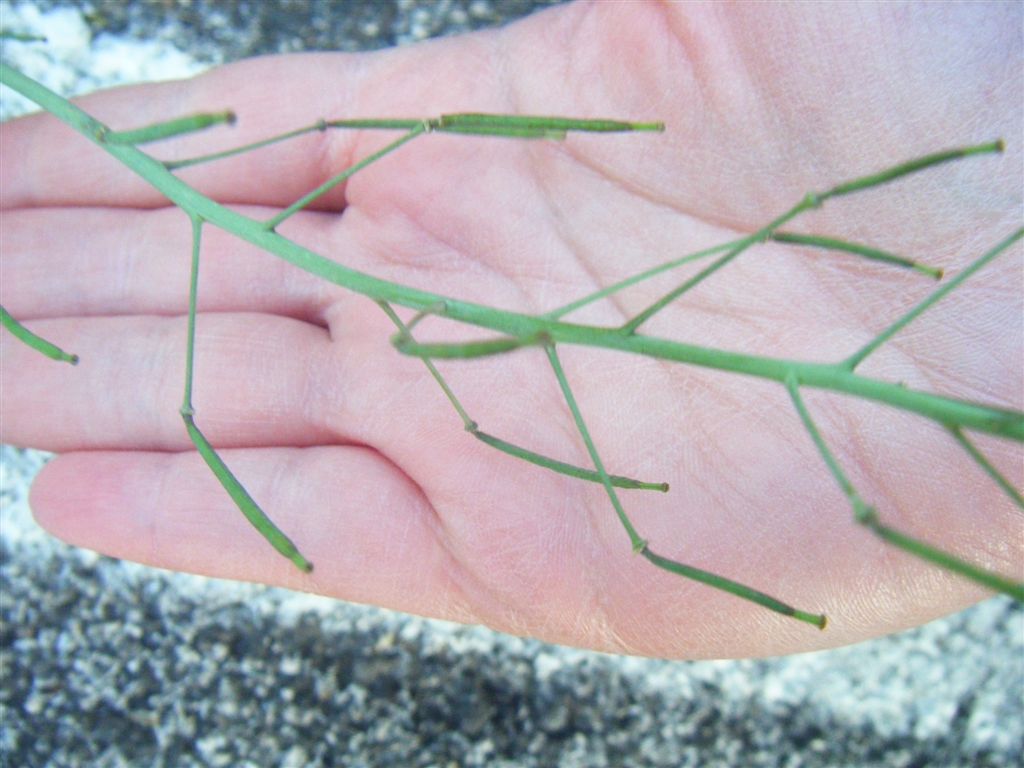 Diplotaxis tenuifolia / Ruchetta selvatica