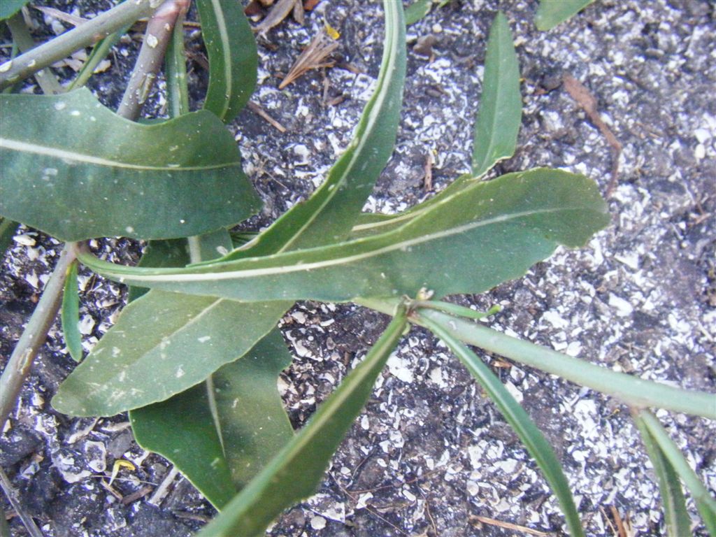 Diplotaxis tenuifolia / Ruchetta selvatica