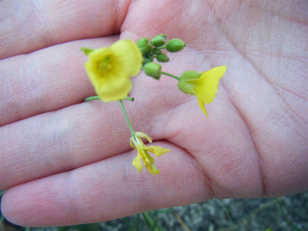 Diplotaxis tenuifolia / Ruchetta selvatica