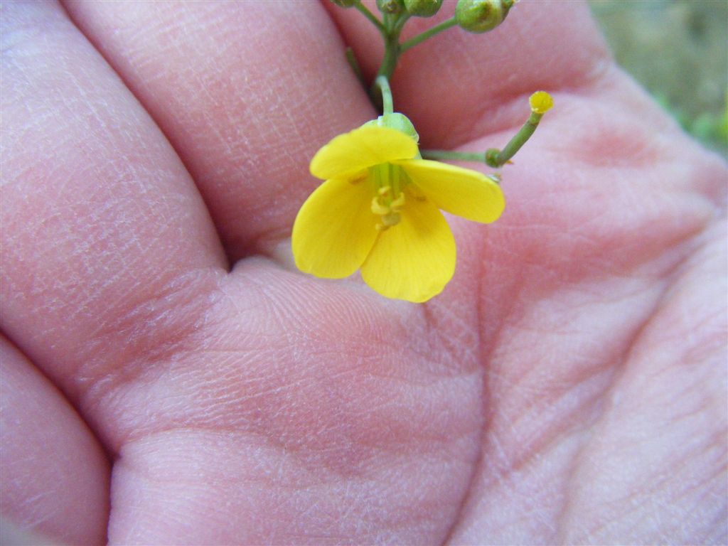 Diplotaxis tenuifolia / Ruchetta selvatica