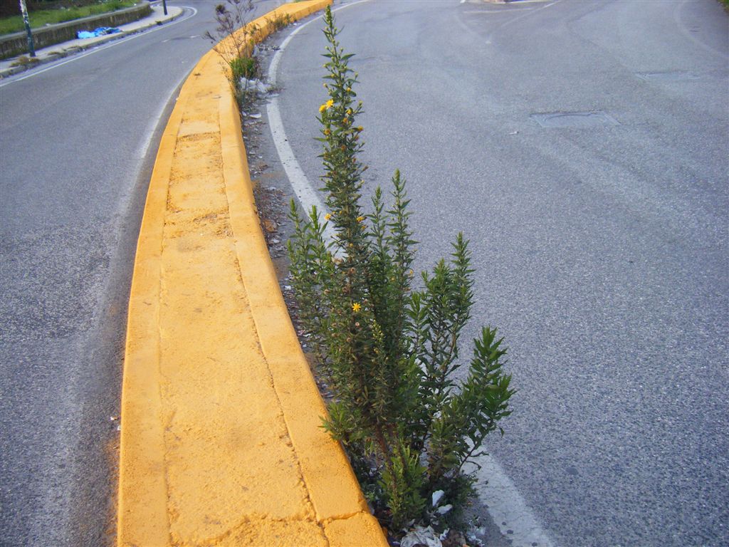 Dittrichia viscosa