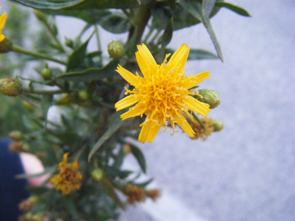 Dittrichia viscosa