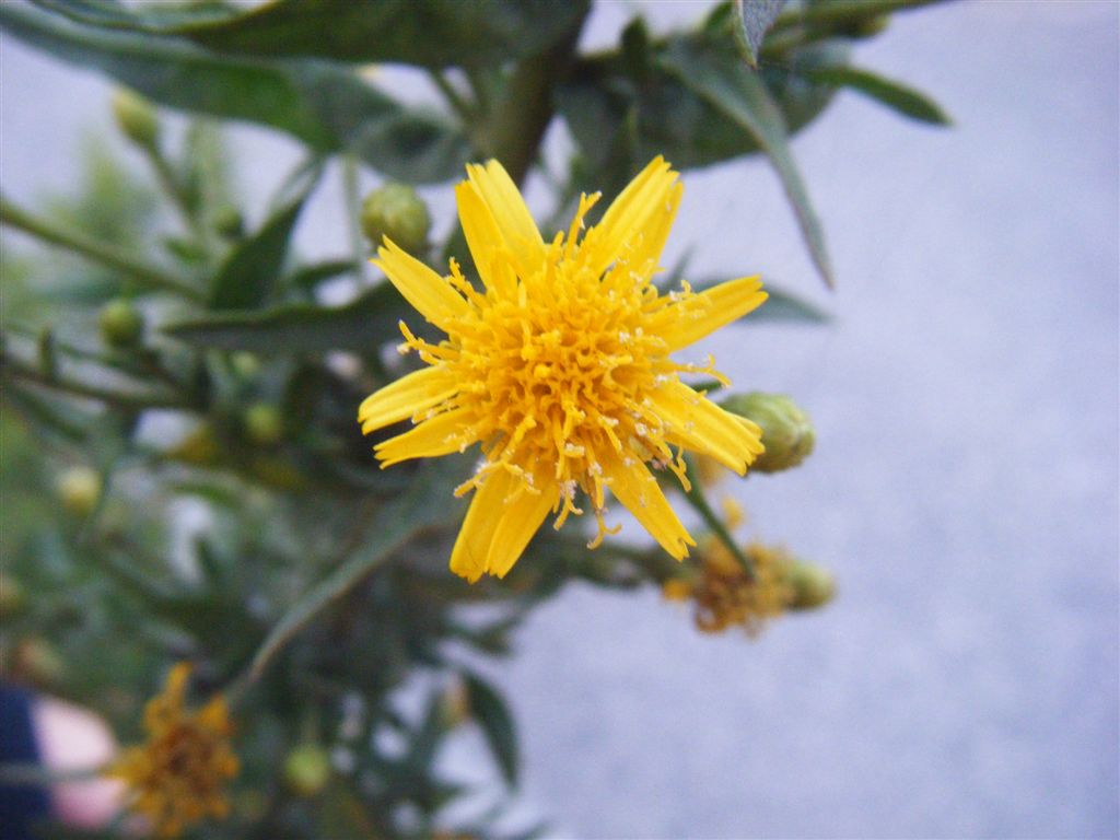 Dittrichia viscosa