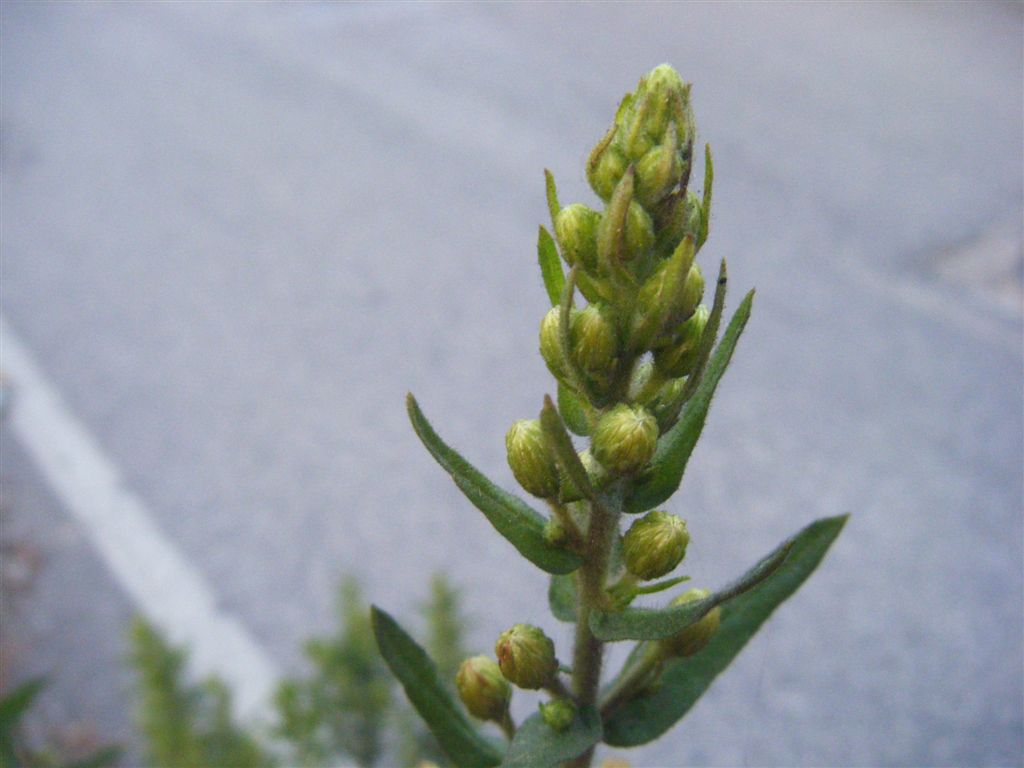 Dittrichia viscosa