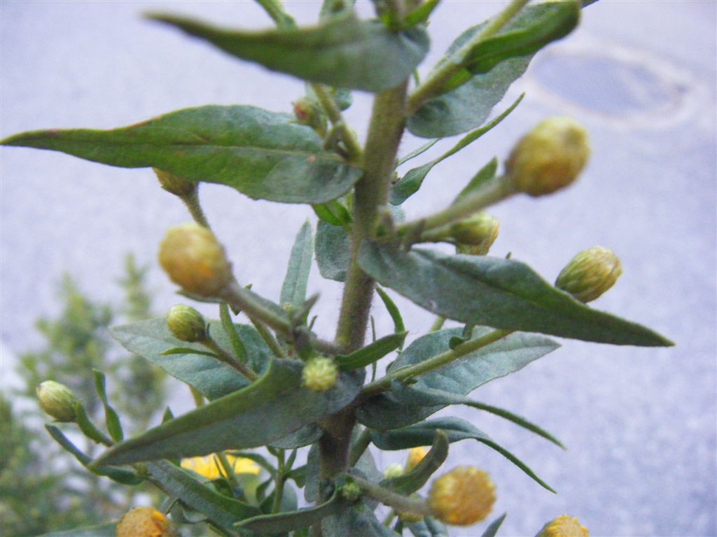 Dittrichia viscosa