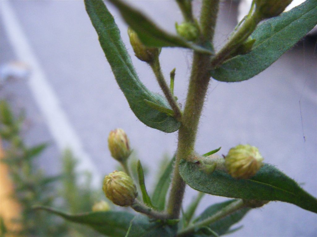 Dittrichia viscosa