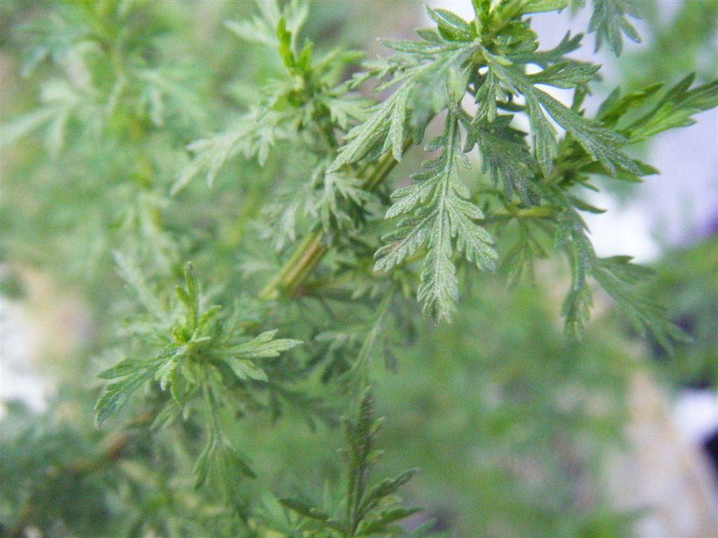 Artemisia annua