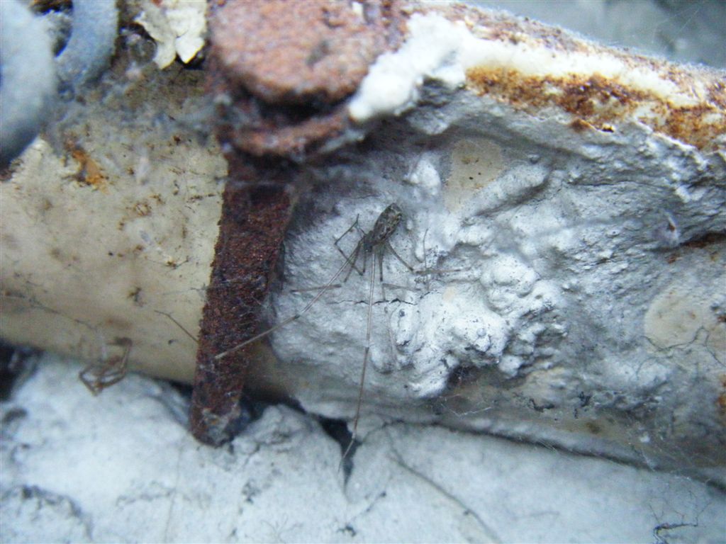 Holocnemus pluchei