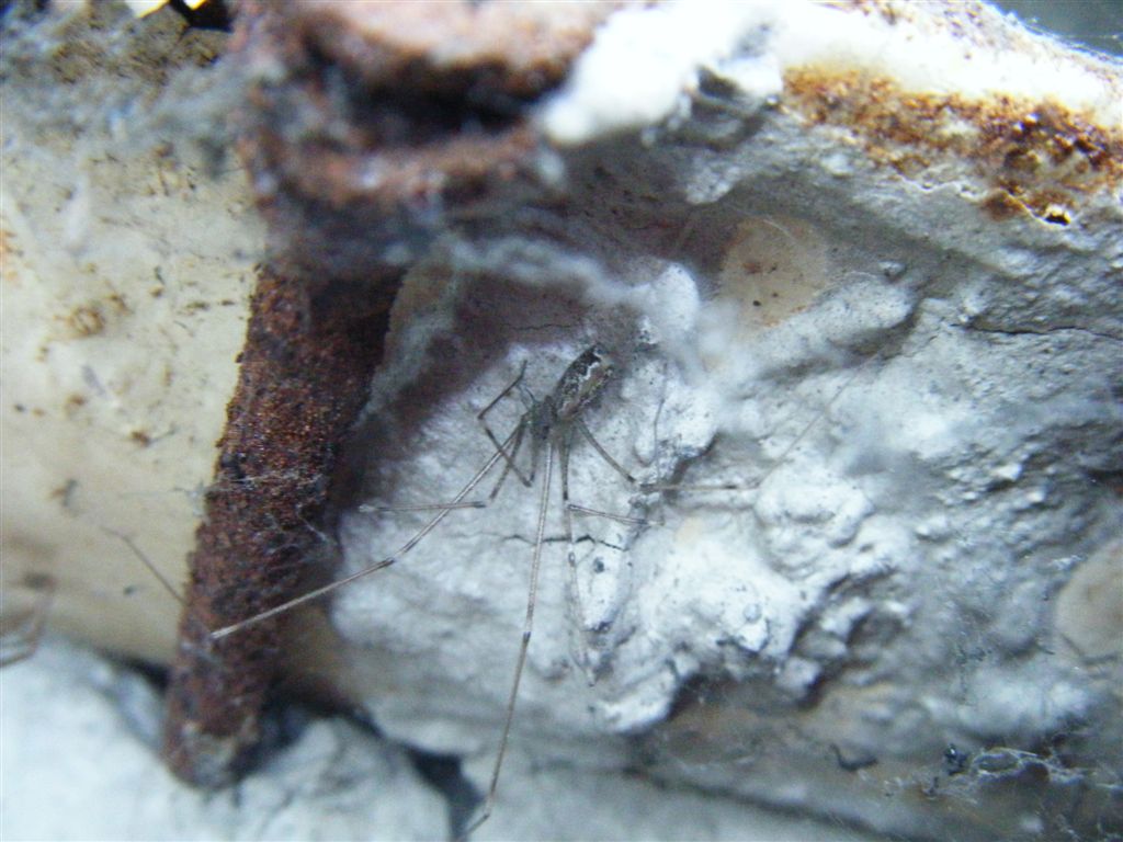 Holocnemus pluchei