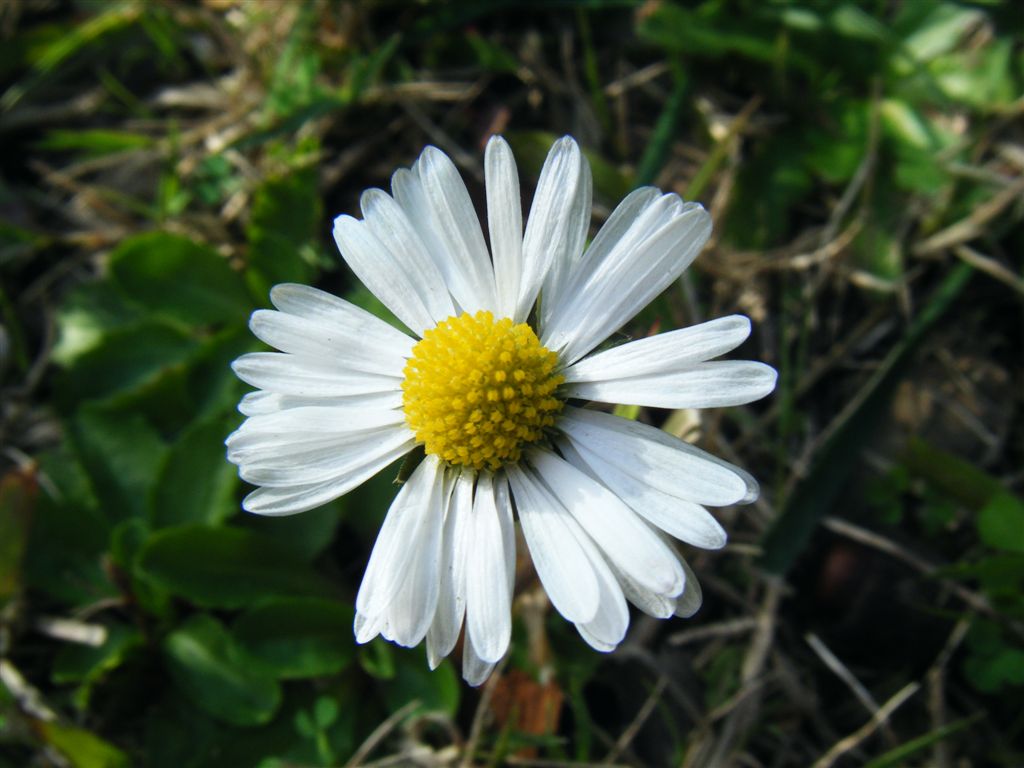 Bellis perennis / Pratolina comune