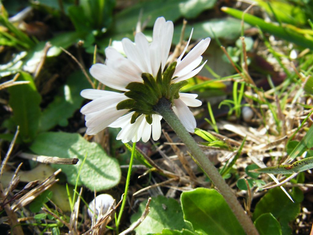Bellis perennis / Pratolina comune