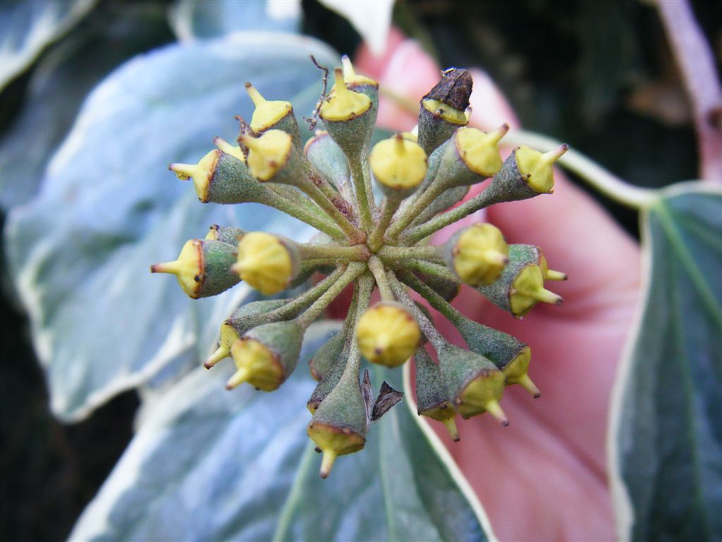 Hedera helix variegata