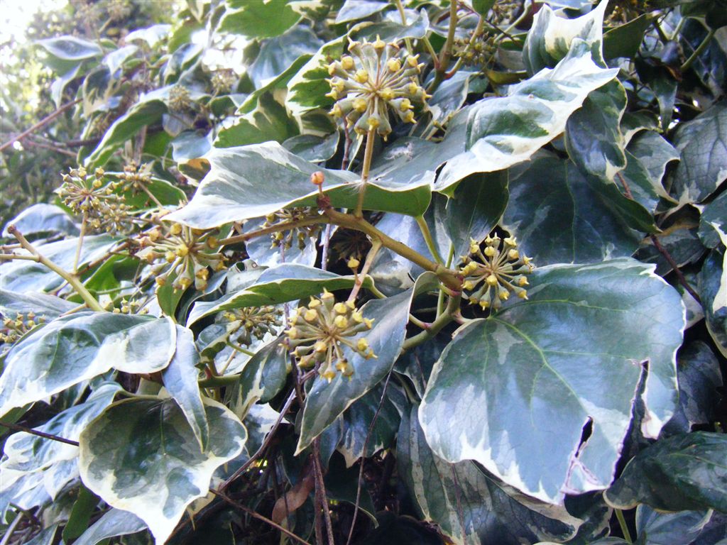 Hedera helix variegata
