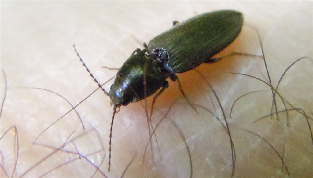 Elateridae da identificare - Dicronychus sp.