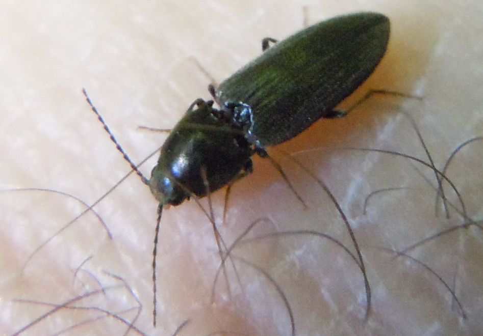 Elateridae da identificare - Dicronychus sp.