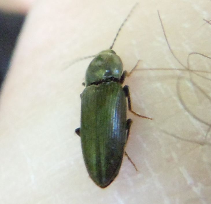Elateridae da identificare - Dicronychus sp.
