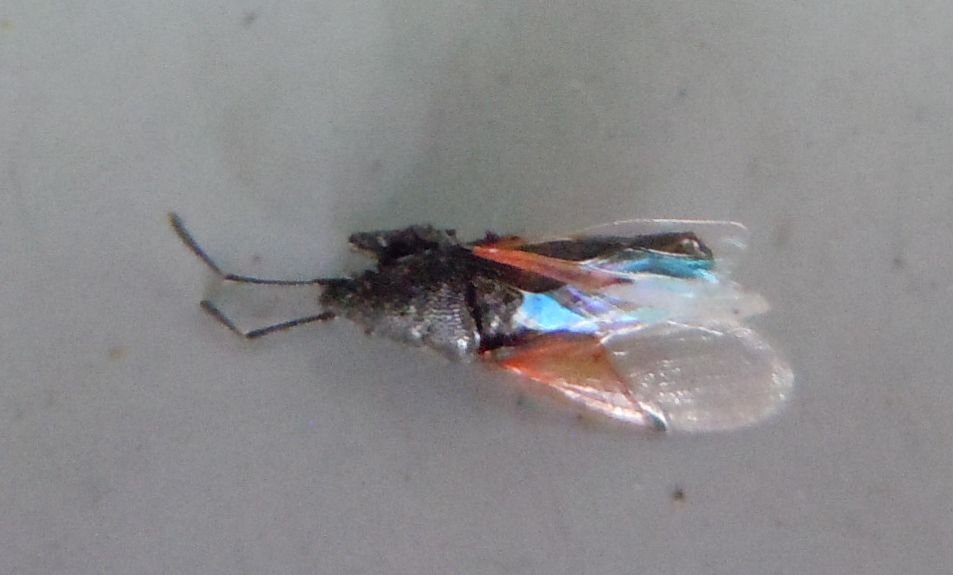 Identificazione vittima: Oxycarenus lavaterae (Lygaeidae)