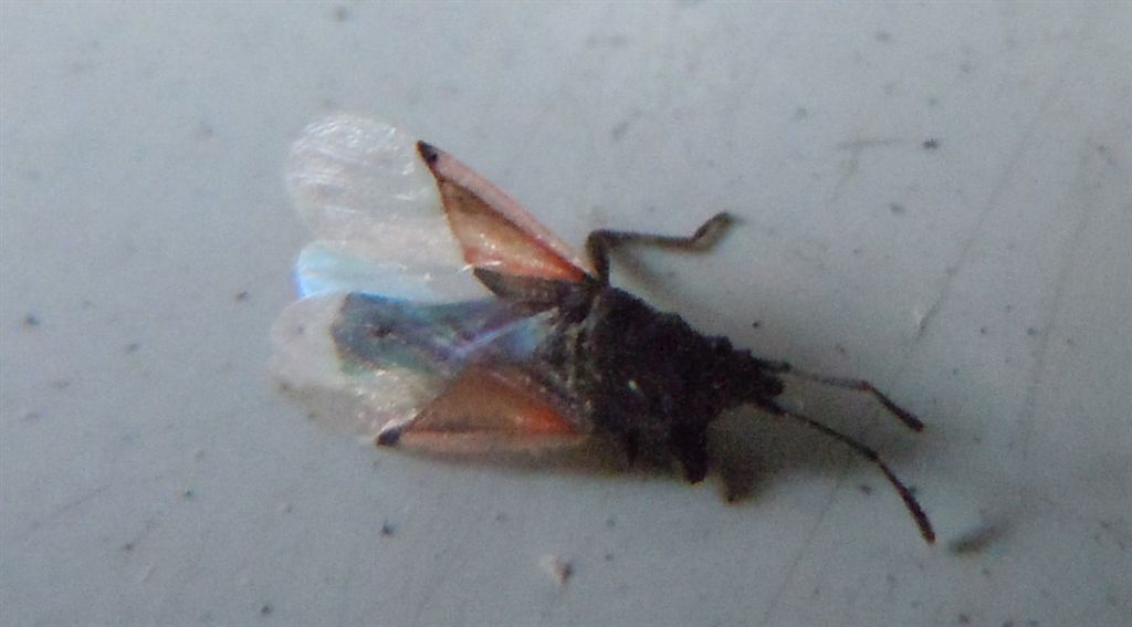 Identificazione vittima: Oxycarenus lavaterae (Lygaeidae)