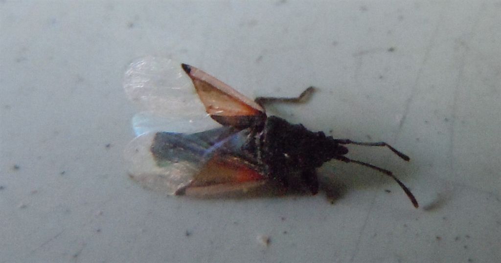 Identificazione vittima: Oxycarenus lavaterae (Lygaeidae)