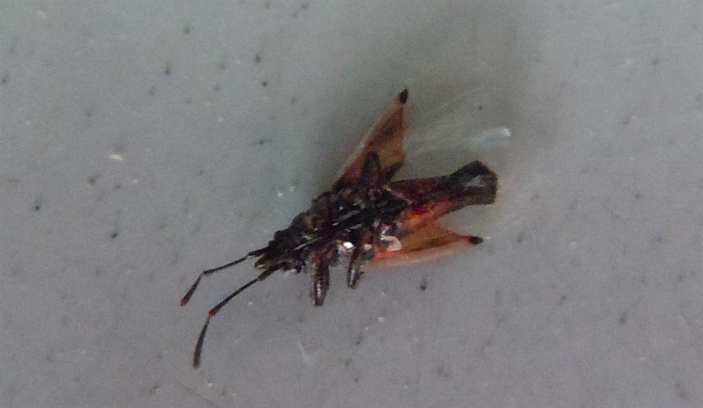 Identificazione vittima: Oxycarenus lavaterae (Lygaeidae)