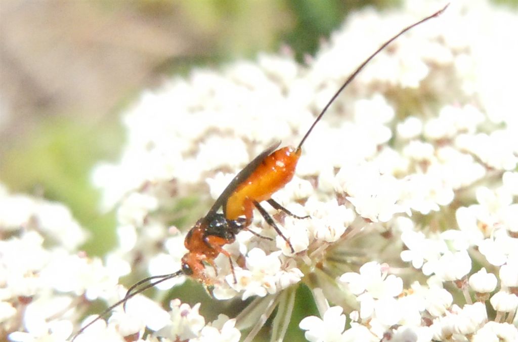Ovopositore lunghissimo: Braconidae