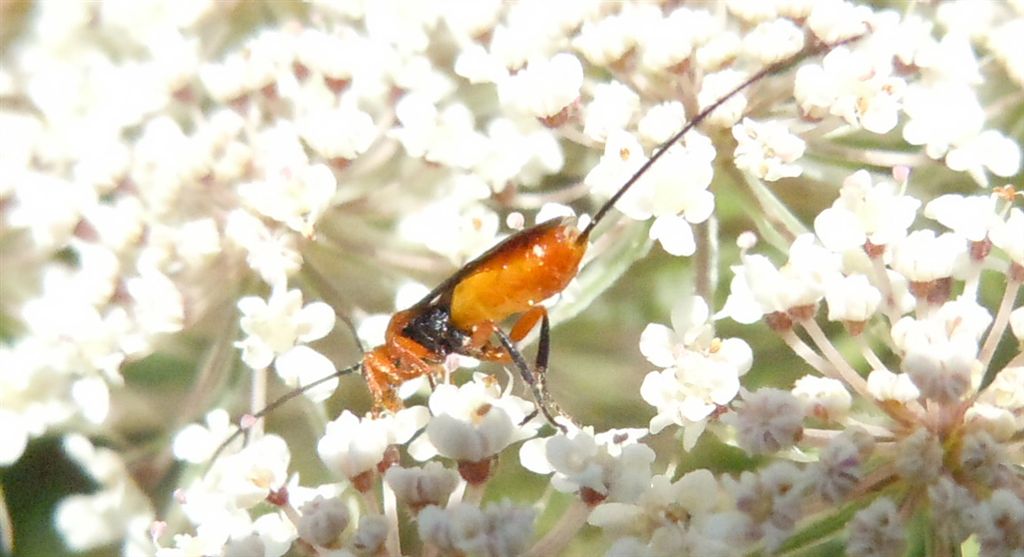 Ovopositore lunghissimo: Braconidae