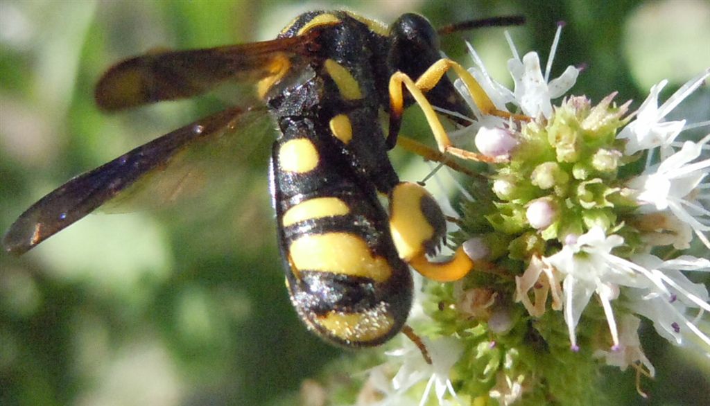 Leucospidae