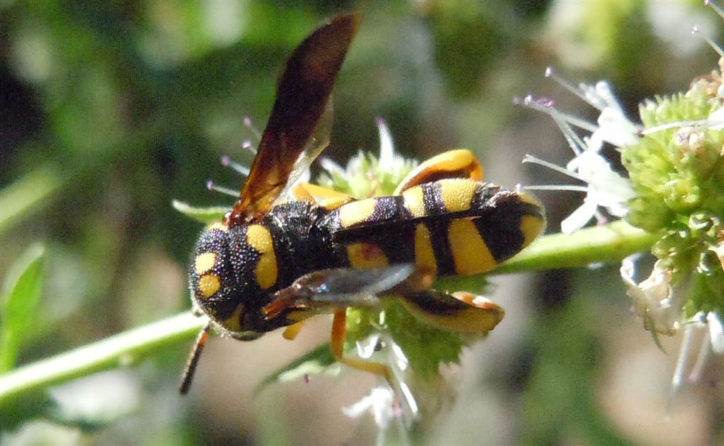 Leucospidae