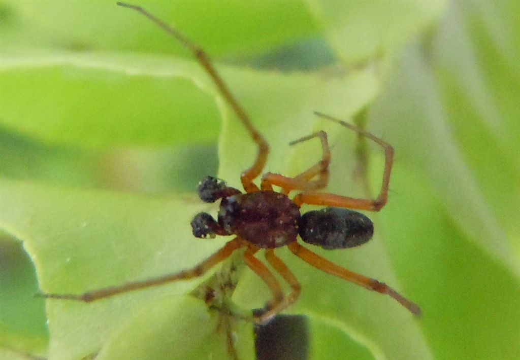 Linyphiidae