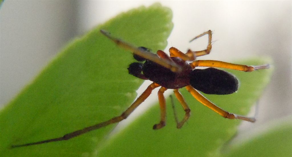 Linyphiidae