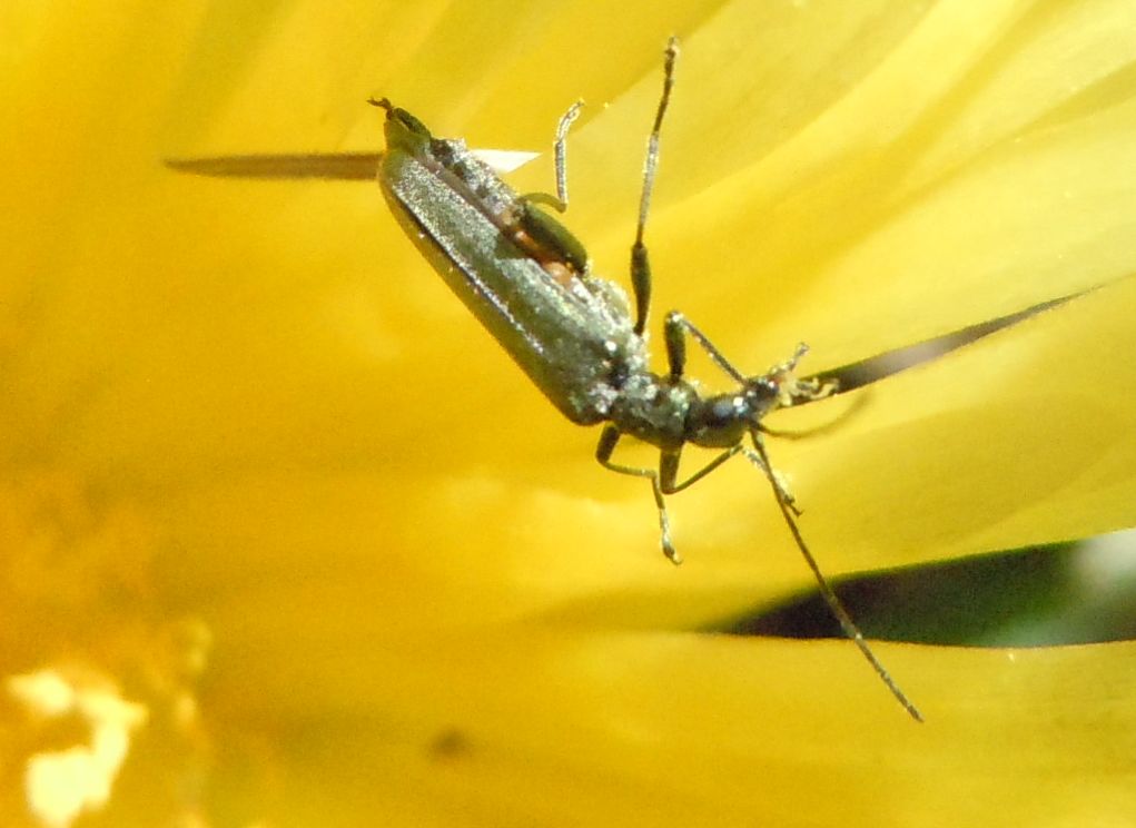 Oedemeridae: maschio di Oedemera cfr. crassipes