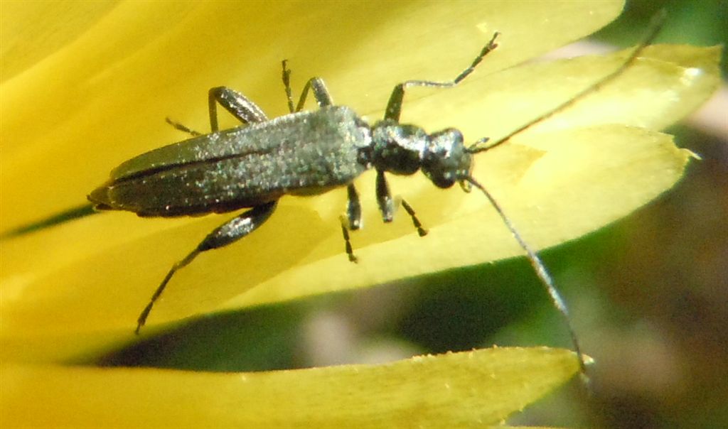 Oedemeridae: maschio di Oedemera cfr. crassipes