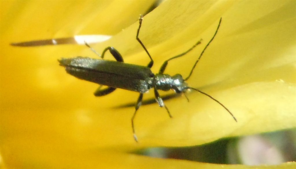 Oedemeridae: maschio di Oedemera cfr. crassipes