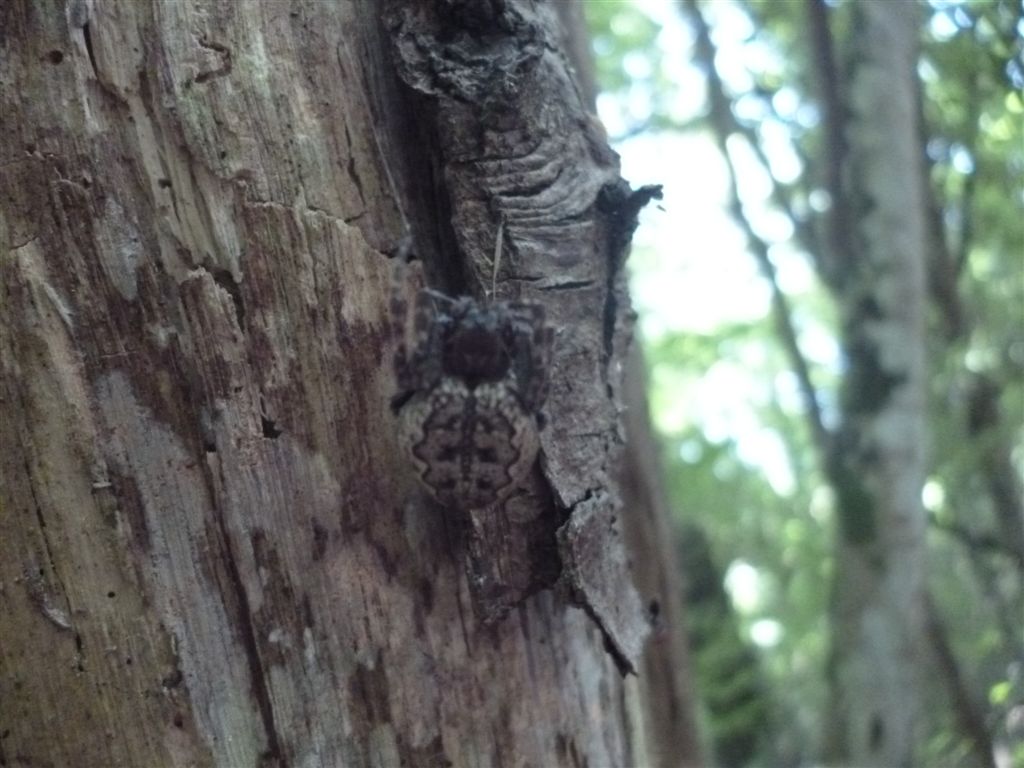 Nuctenea sp.
